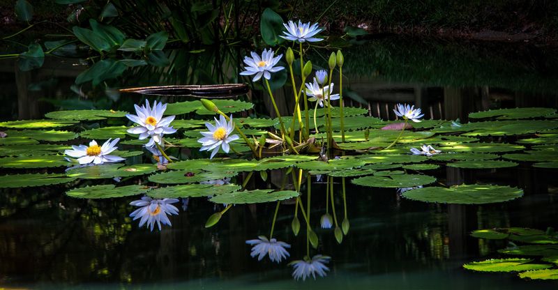 Water Lilies (Alternative)