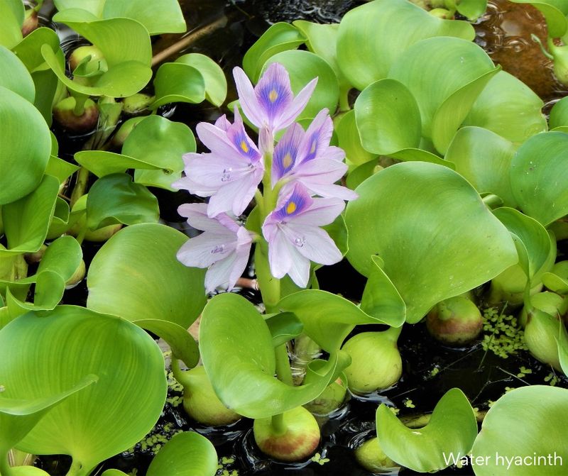 Water Hyacinth