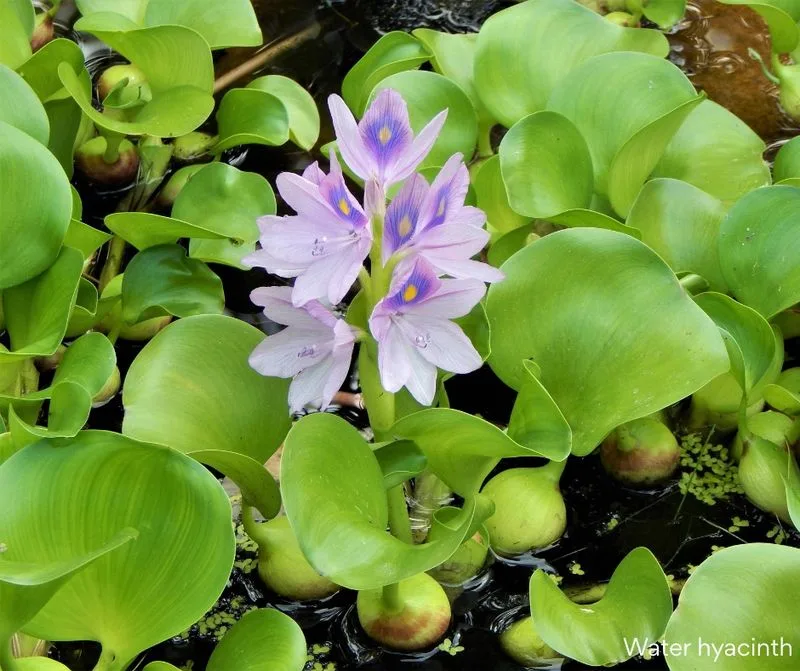 Water Hyacinth