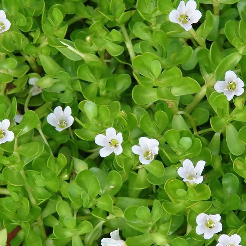 Water Hyssop