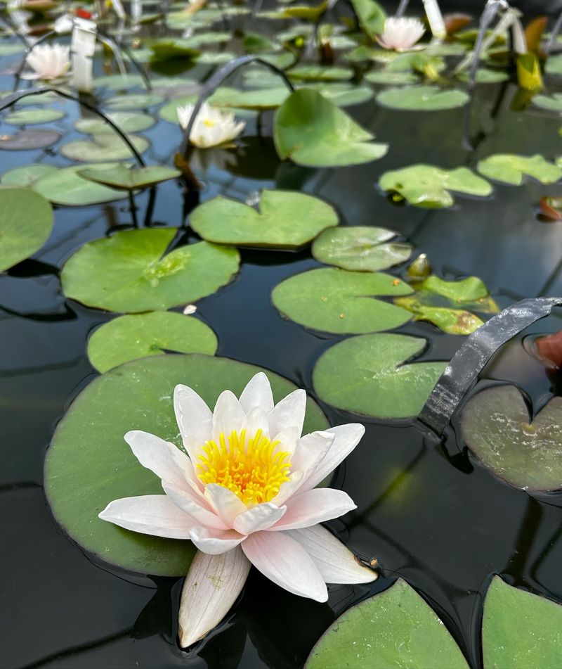 Water Lilies