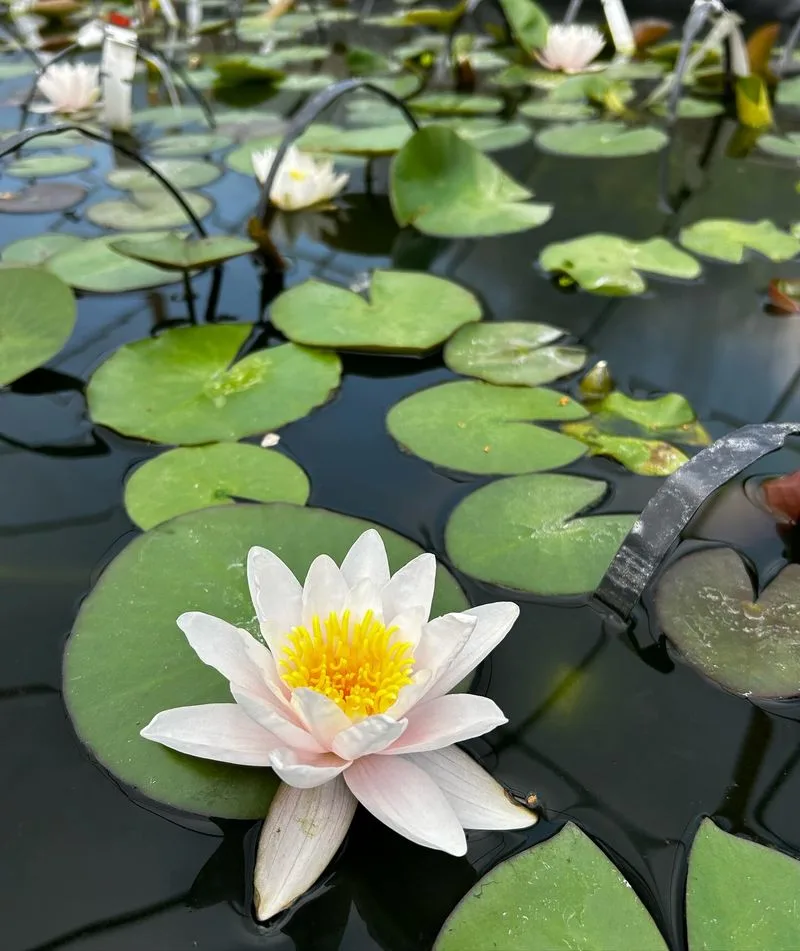 Water Lilies