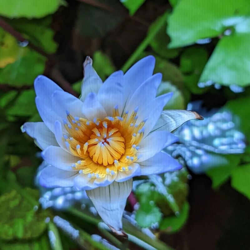 Water Lily
