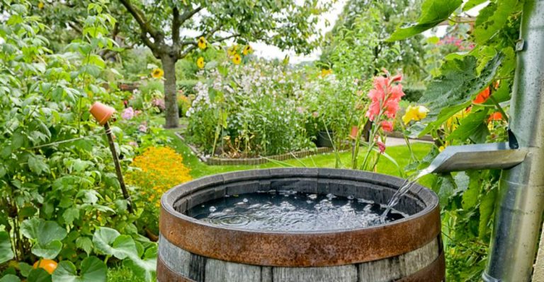 Water Wisely in June: 10 Smart Irrigation Hacks for Conservation & Healthier Plants
