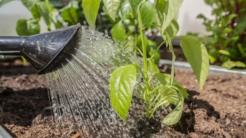 Water with Cooking Water