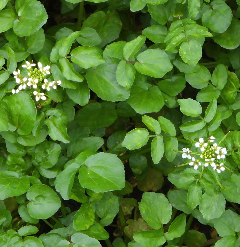 Watercress