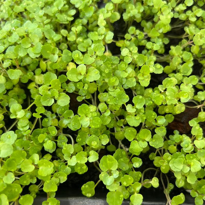 Watercress