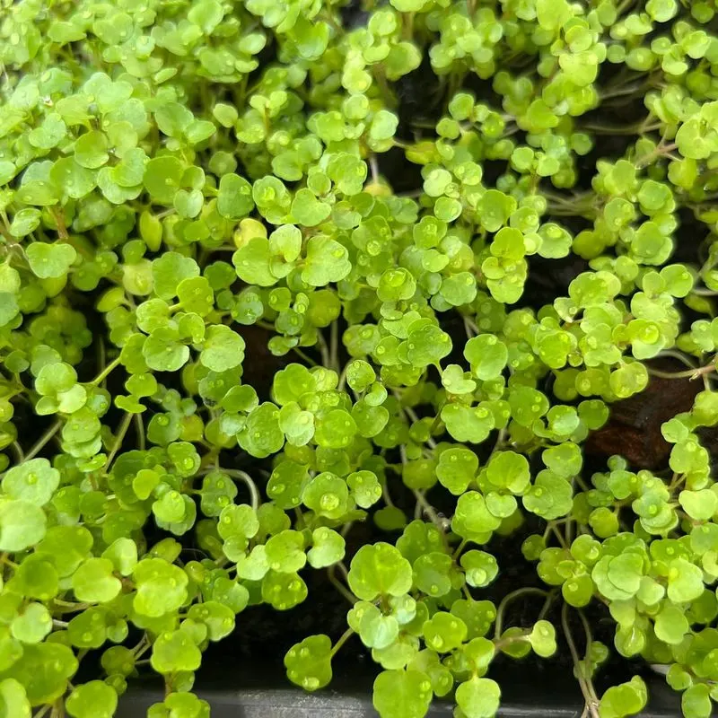 Watercress