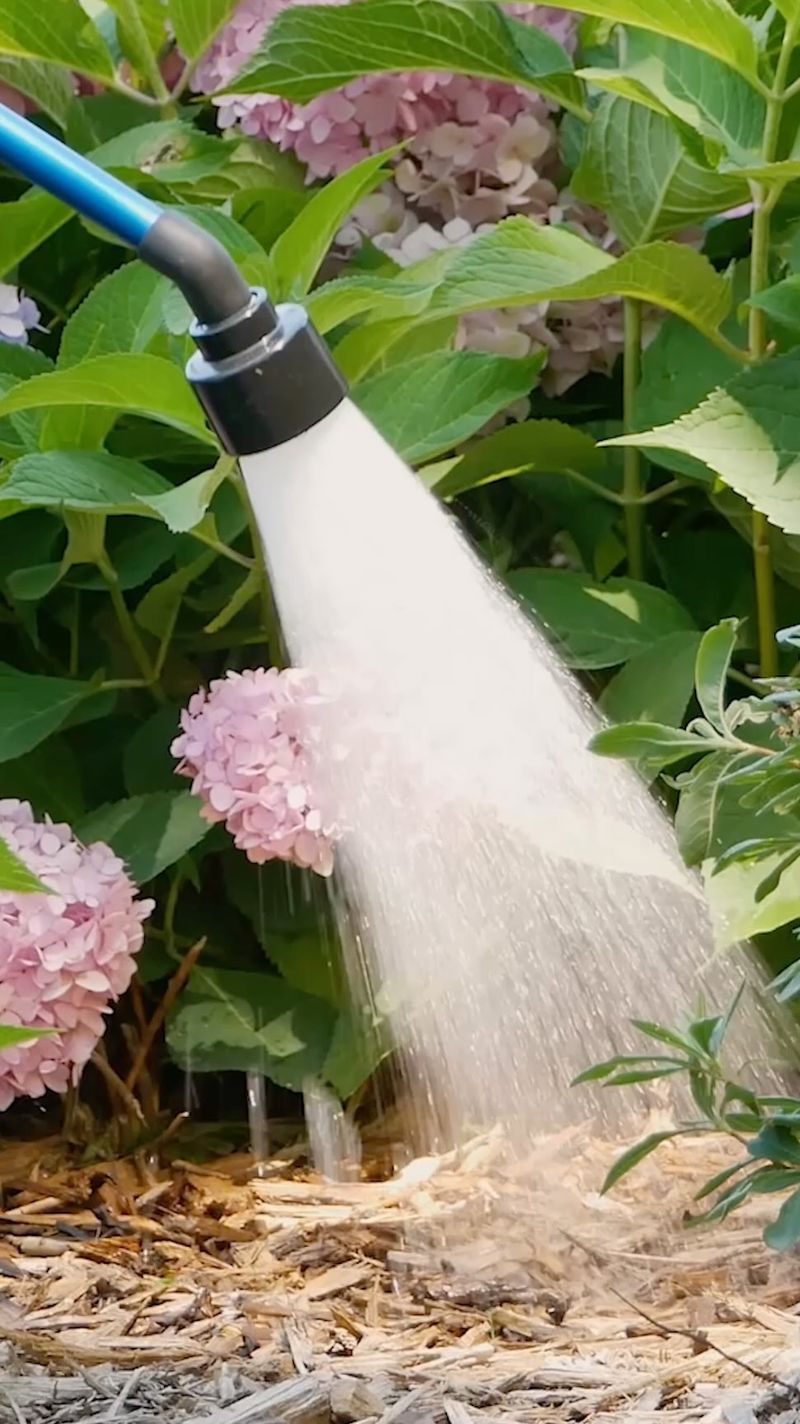 Watering Every Day