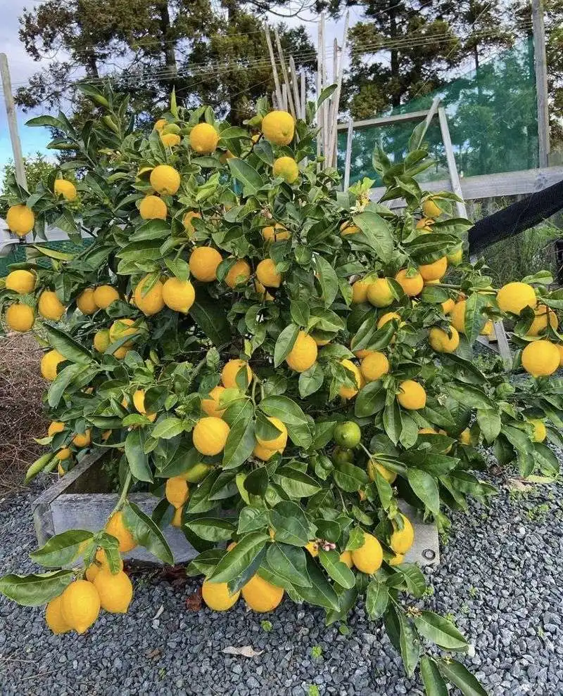 Watering Techniques