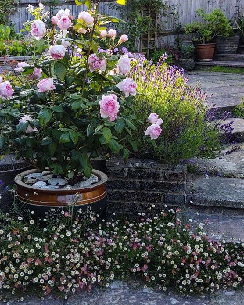Watering Wisely