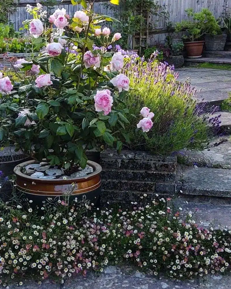 Watering Wisely