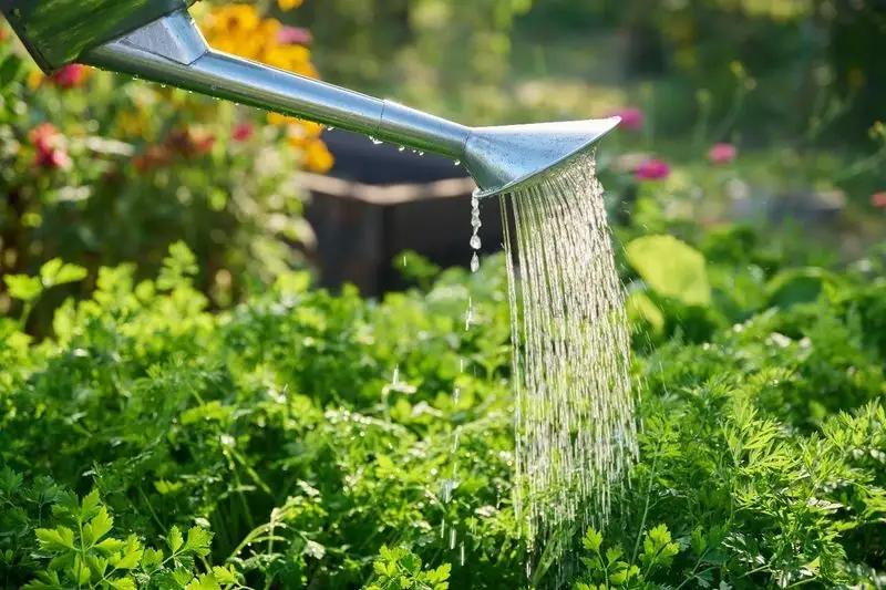 Watering Wisely