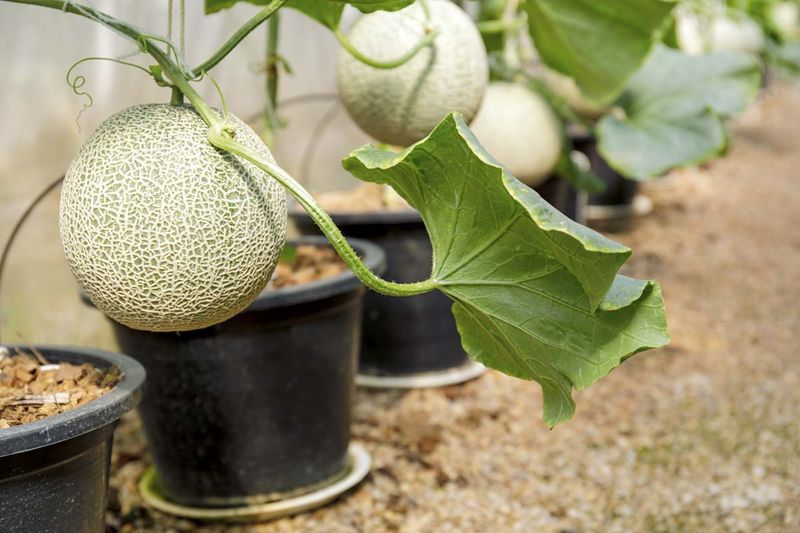 Melons (Cantaloupe)