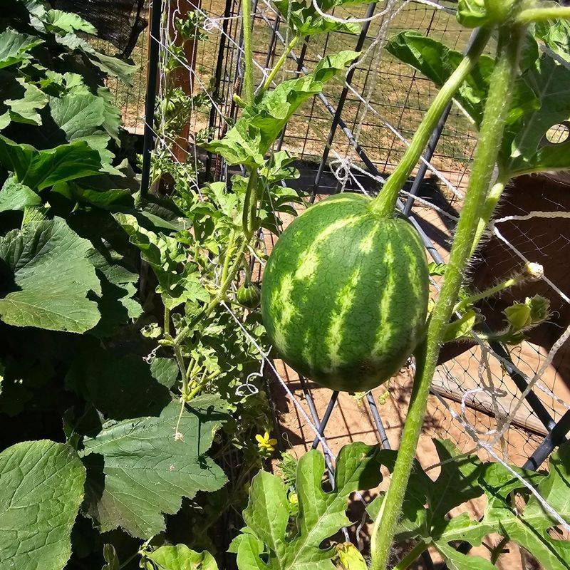 Watermelons