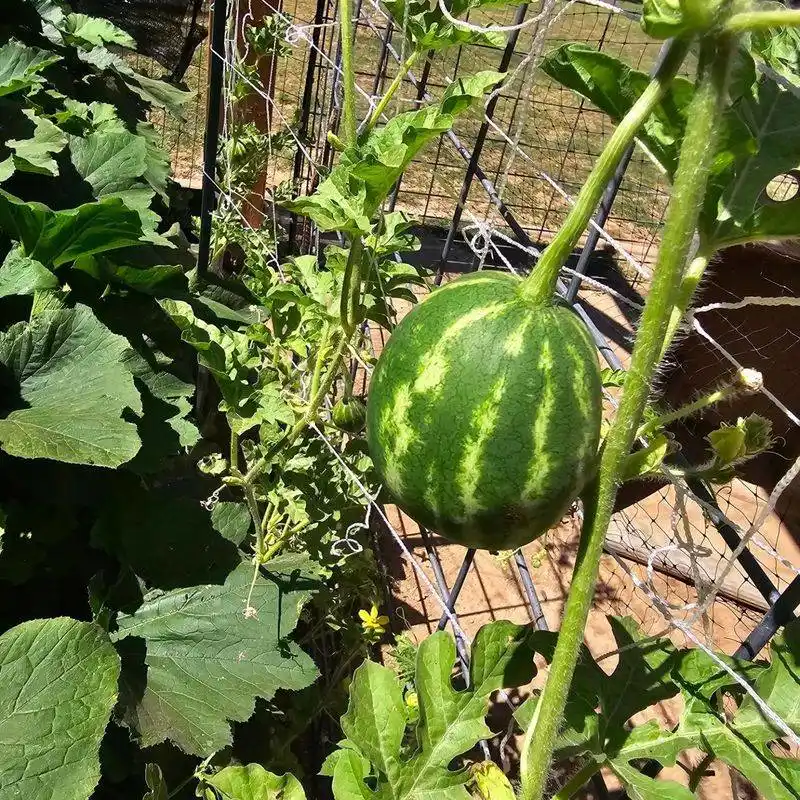 Watermelons