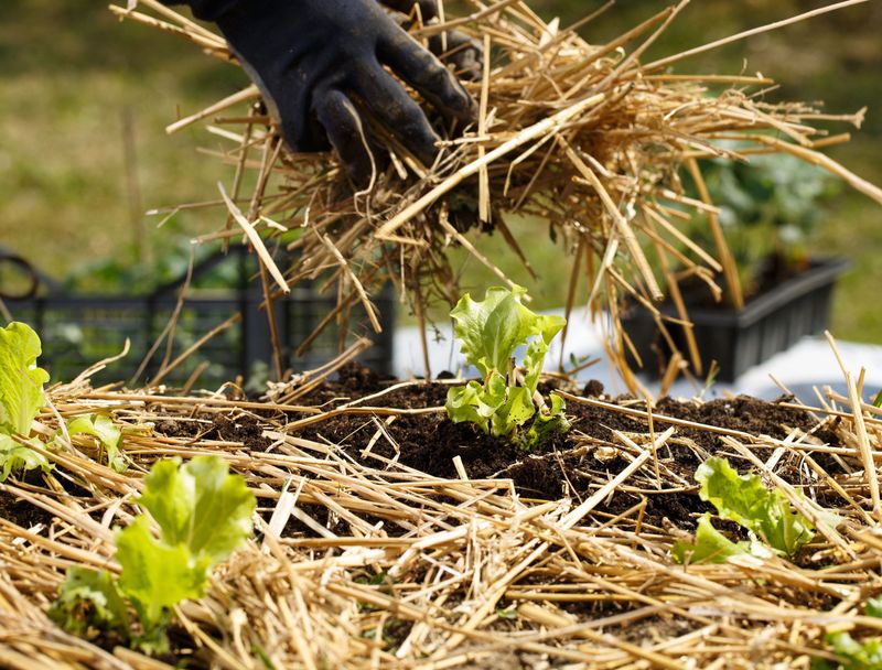 Mulching