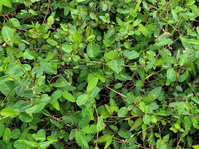 Weeds