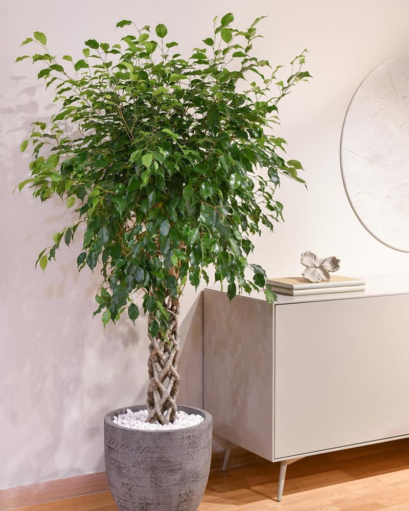 Weeping Fig