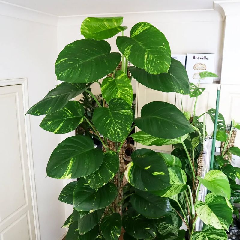 Weeping Fig