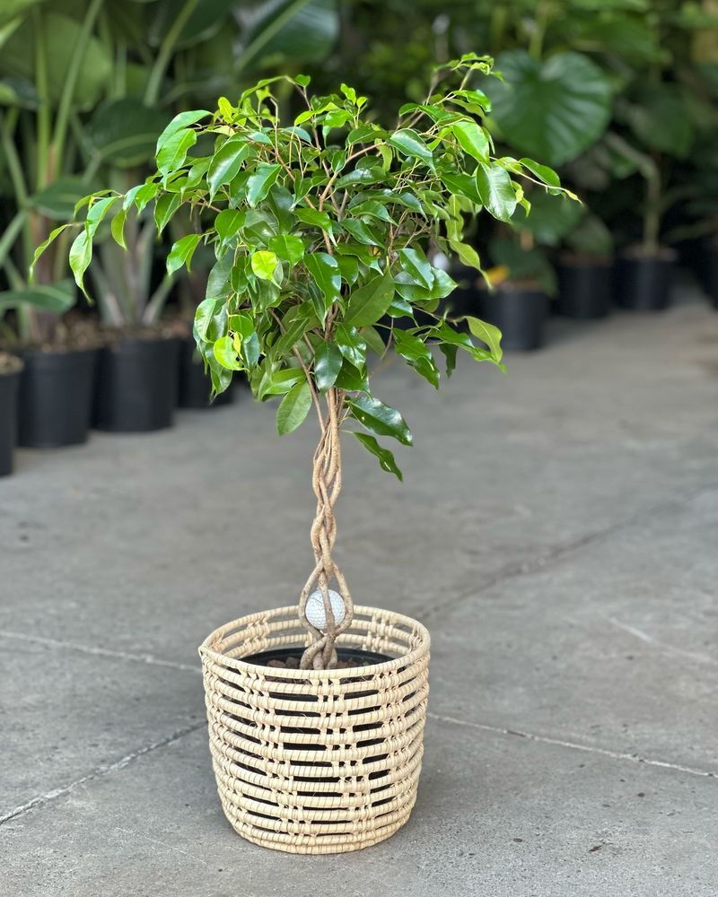 Weeping Fig