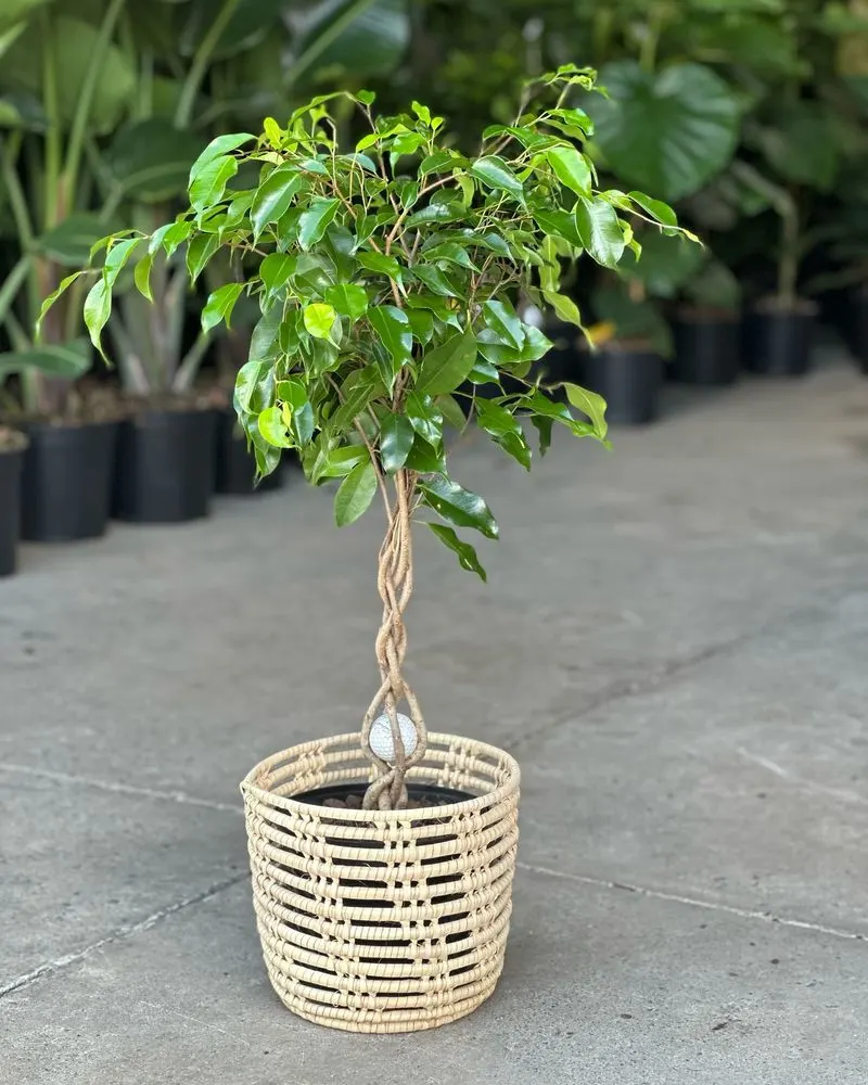 Weeping Fig