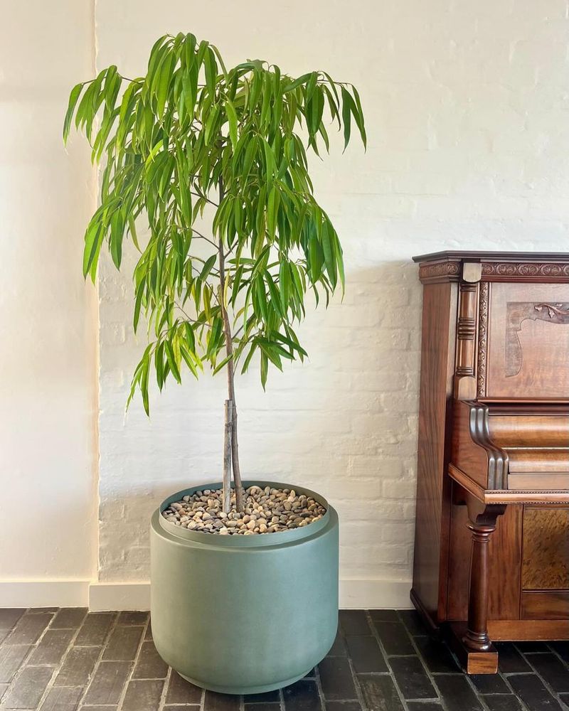 Weeping Fig