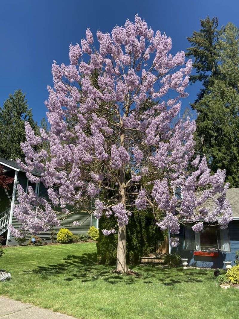 Empress Tree
