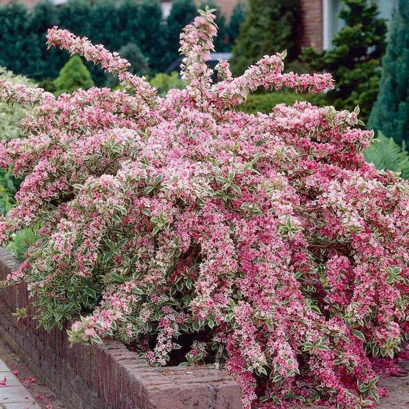 Weigela (Weigela florida)