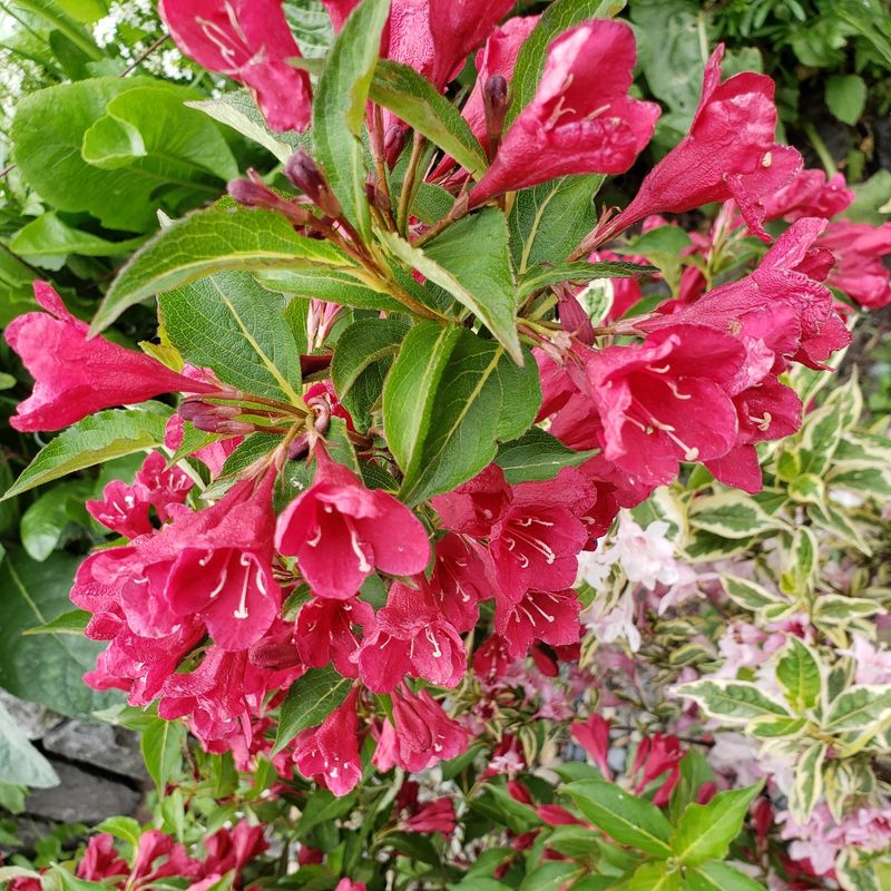 Weigela