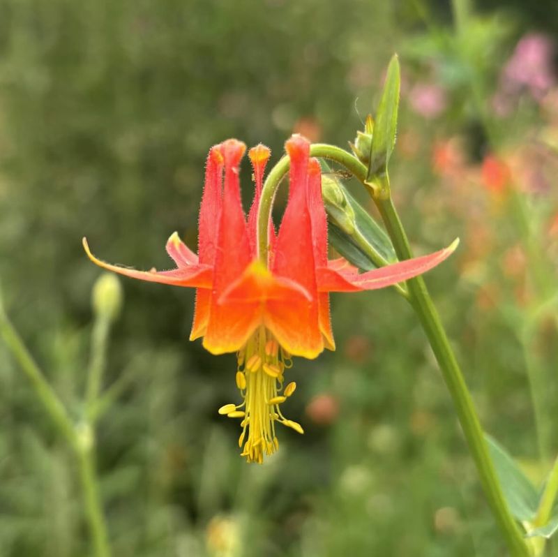 Western Columbine