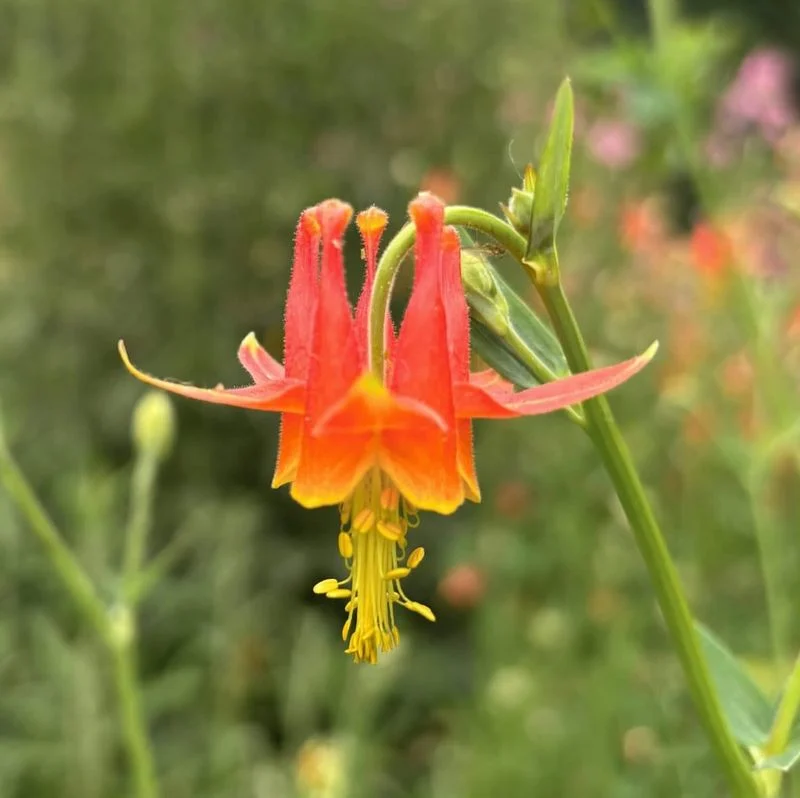 Western Columbine