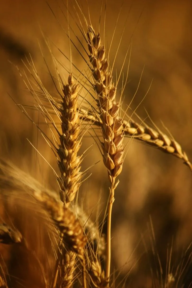 Wheat Stalks