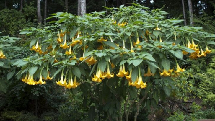 When the Sun Sets, These 10 Plants Steal the Show