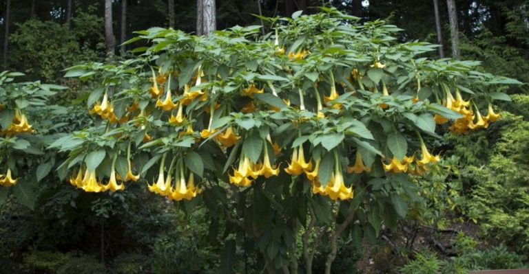 When the Sun Sets, These 10 Plants Steal the Show