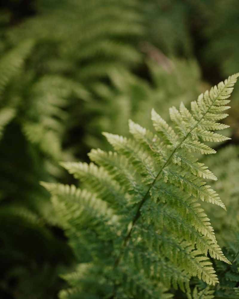 Whispering Ferns