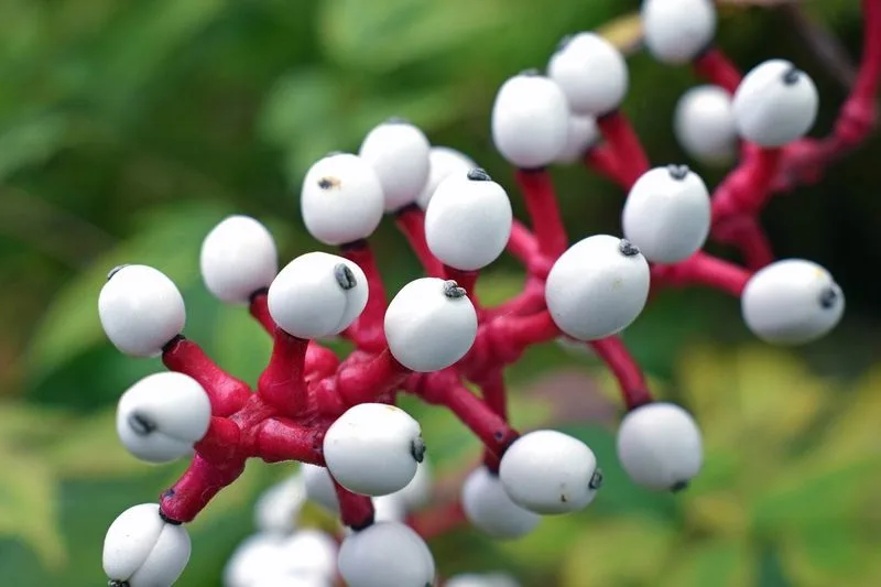 White Baneberry (Doll's Eyes)