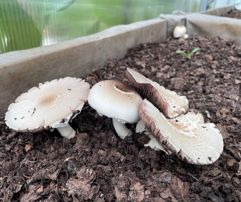 White Button Mushroom