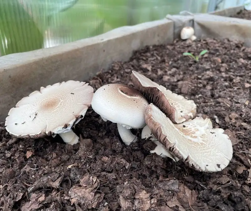 White Button Mushroom