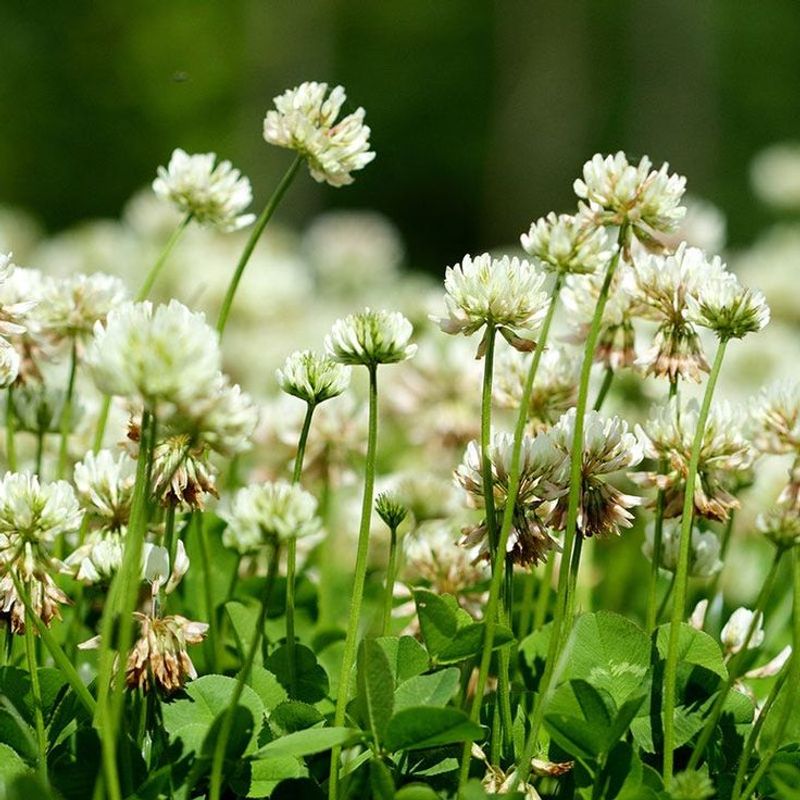 White Clover