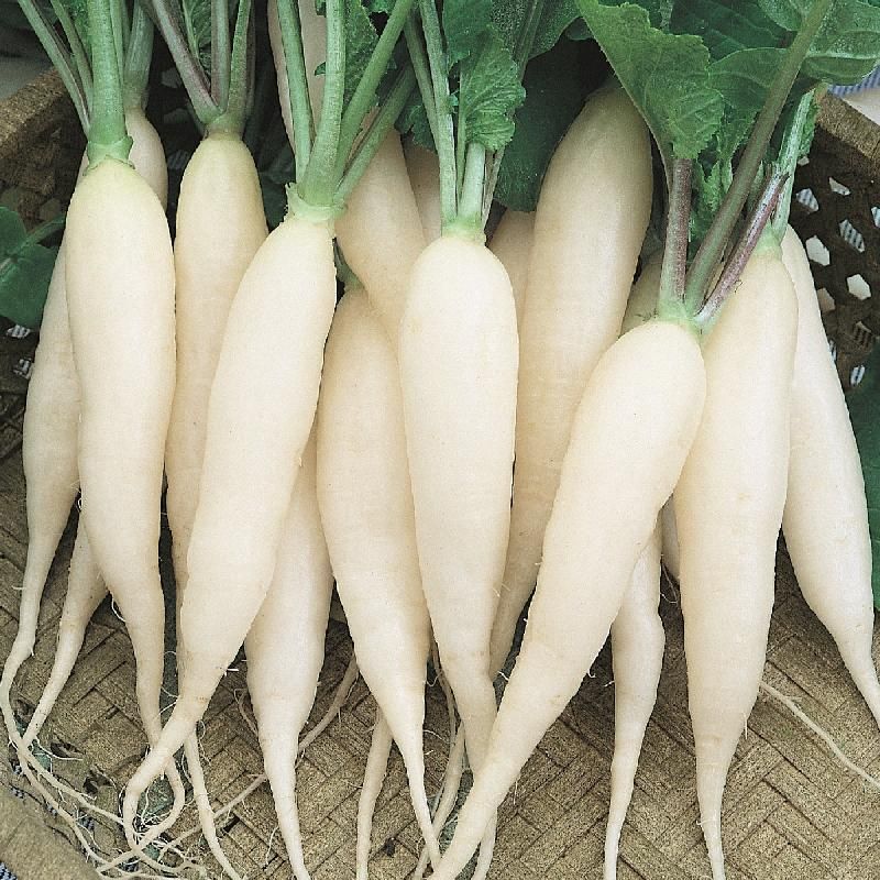 White Icicle Radish