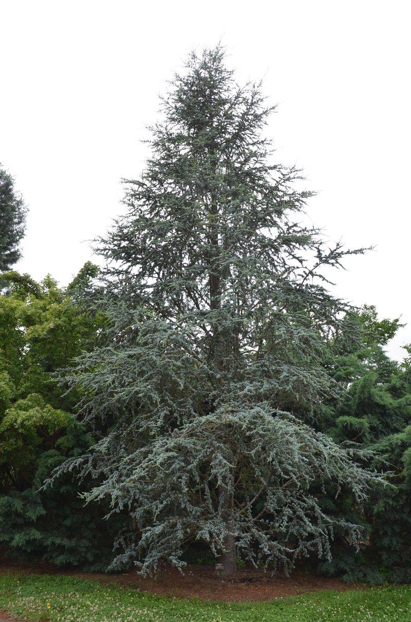 Blue Atlas Cedar