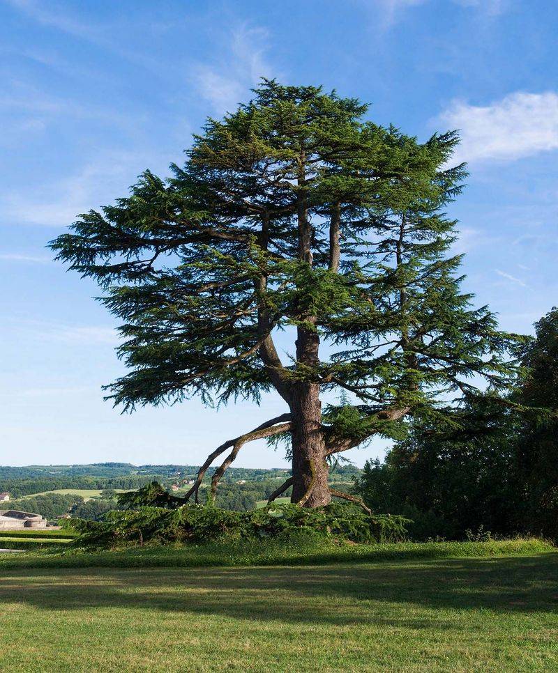 Cedar of Lebanon