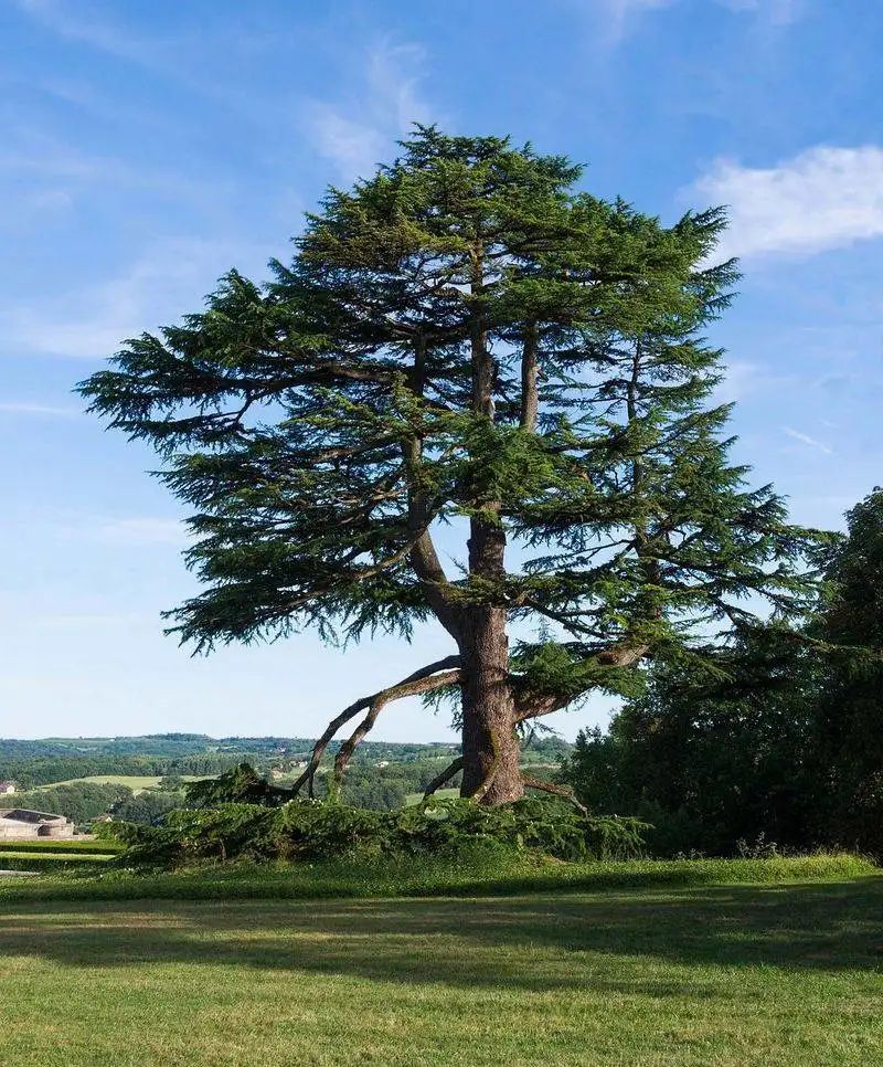 Cedar of Lebanon