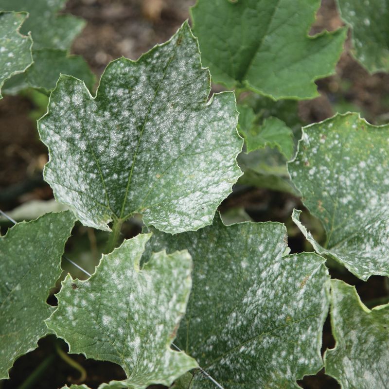 White Powder on Leaves