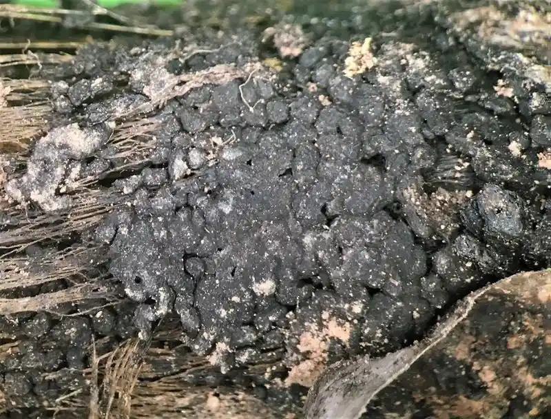 White Rot Fungi