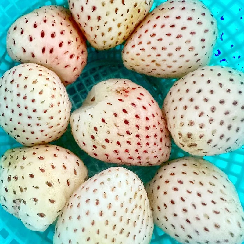White Strawberries Exist and Are Called Pineberries