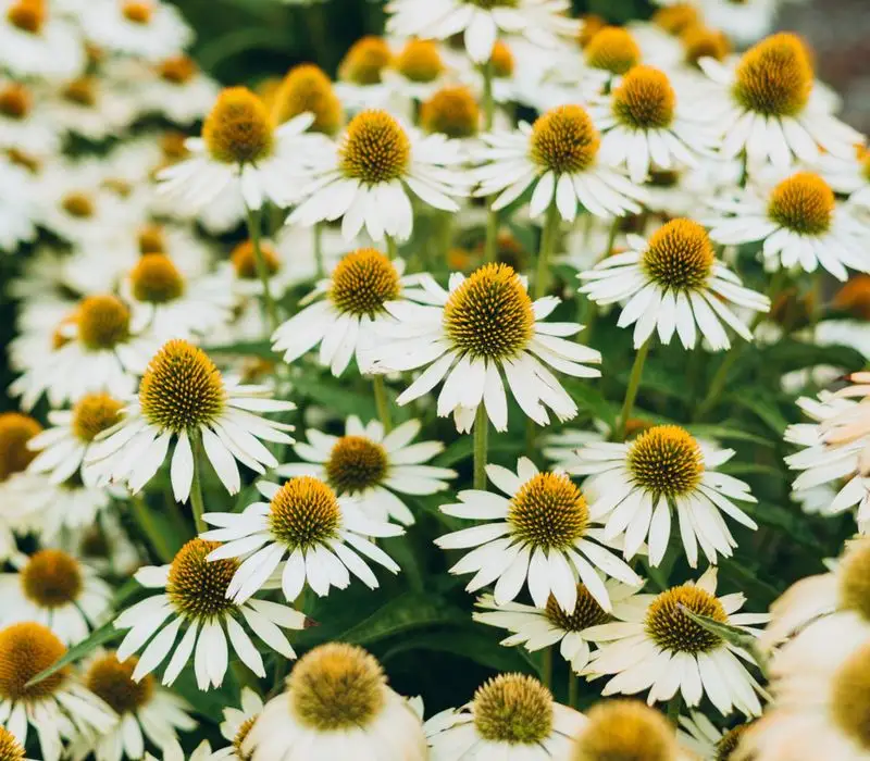 White Swan Coneflower
