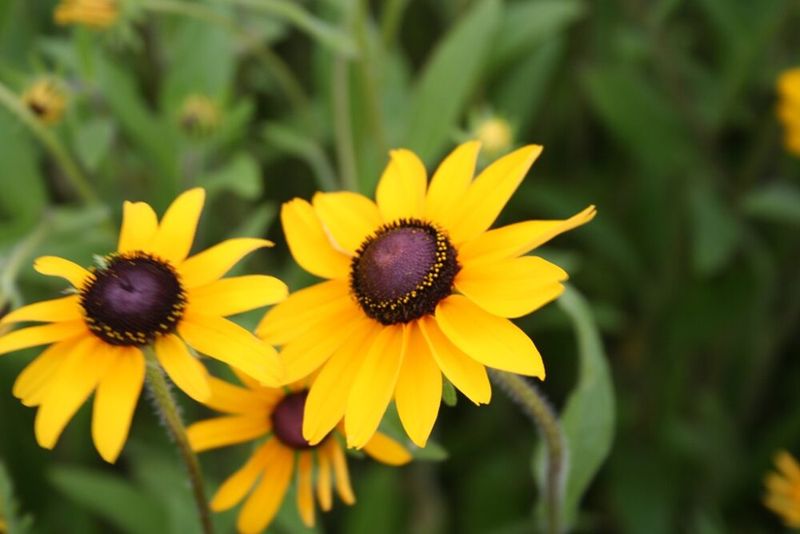 Black-eyed Susan