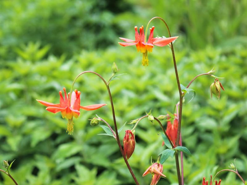 Wild Columbine